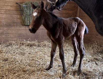 Cabaret Starlet '26 Colt