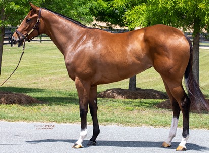 Fenwick Hall '24 Filly