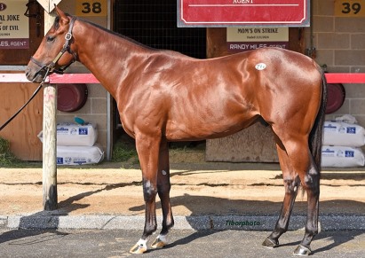 Just Hattie '24 Colt
