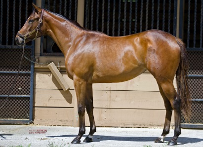 English Channel Filly