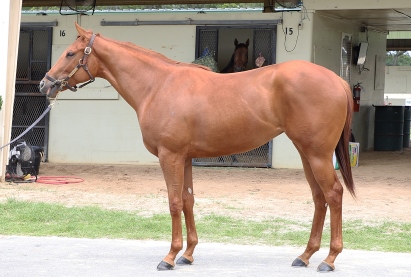 Air Force Blue Filly