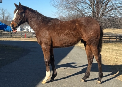 Bustin Stones Colt