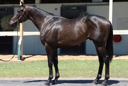 Solomini Colt