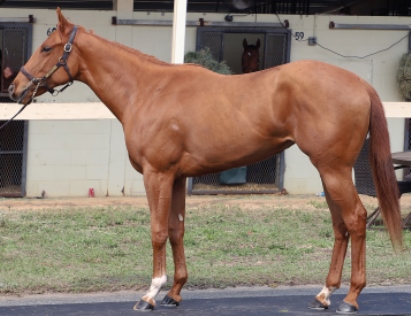Vino Rosso Filly