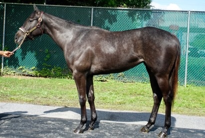 Connect Filly