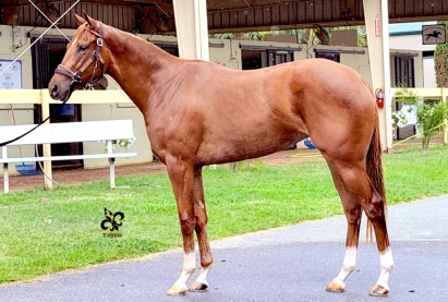 Tunwoo Filly